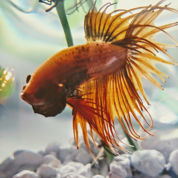 Meet your Posher, Emily - Picture 4 of 4